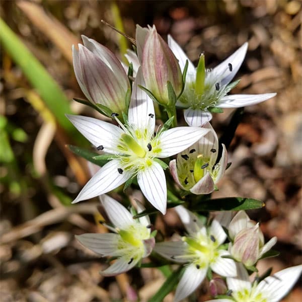 園芸ネット本店｜センブリ2.5号ポット の通販【公式】