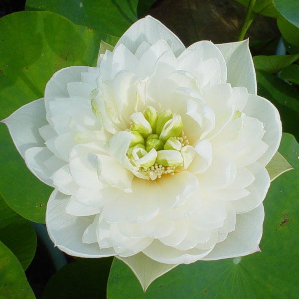 園芸ネット本店｜[26年5月中下旬予約]花はす：雪の精4.5号ポット の