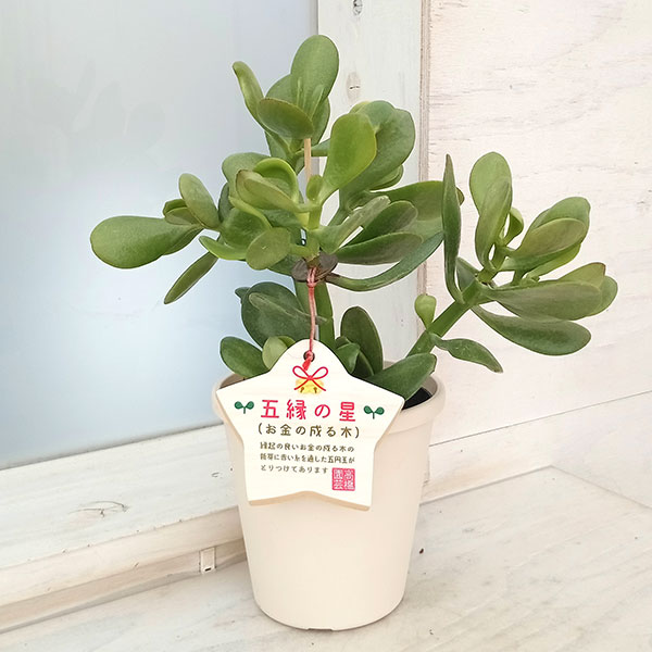 園芸ネット本店｜金のなる木（花月・カゲツ) ：五縁の星（ゴエンノホシ
