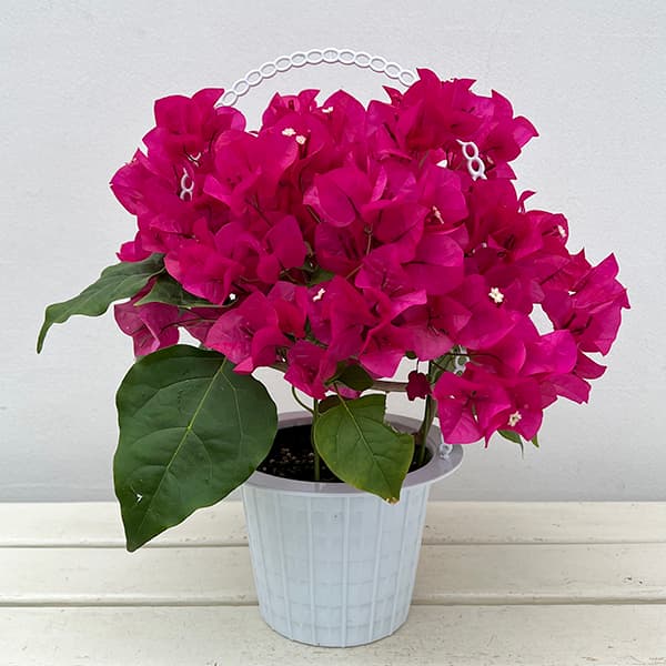 園芸ネット本店｜[26年4月下旬予約]ブーゲンビレア赤花5号鉢植え の