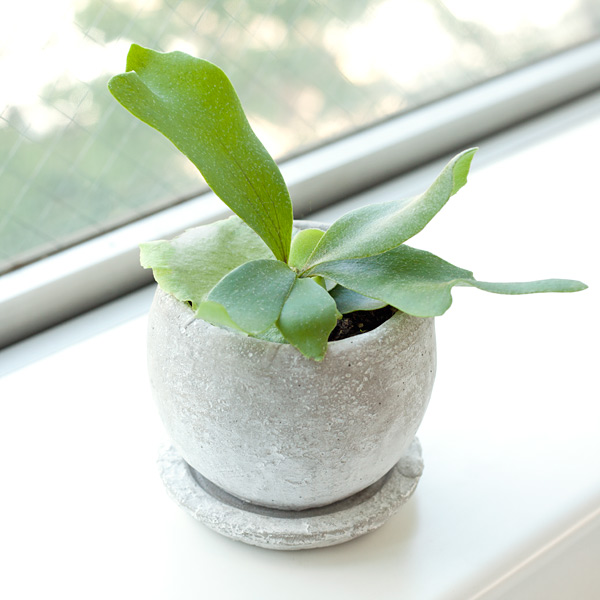 園芸ネット本店｜[ギフトに]ビカクシダ（コウモリラン）鉢植え（皿付き