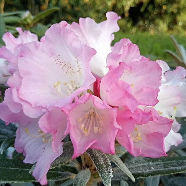 園芸ネット本店｜日本シャクナゲ：妖峰（ヨウホウ）5号鉢植え[5月頃に