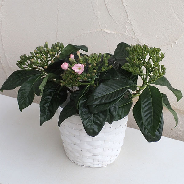 園芸ネット本店｜[ギフトに]ルクリア（アッサムニオイザクラ）：紅富士