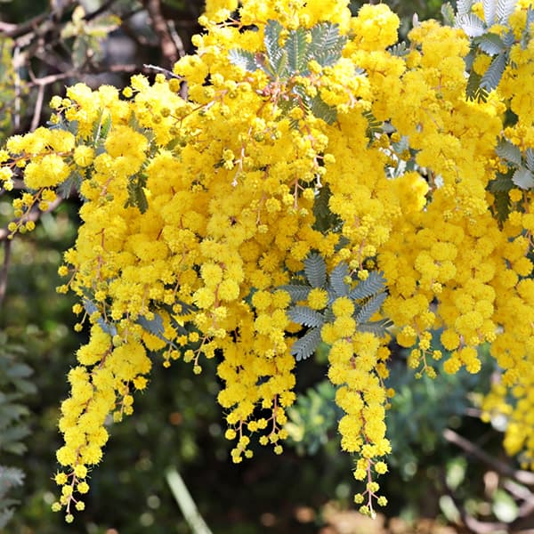 園芸ネット本店｜アカシア：ギンヨウアカシア 7号鉢植え の通販【公式】