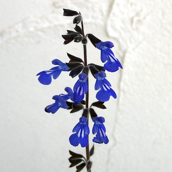 園芸ネット本店｜サルビア：シナロエンシス コスミックブルー3.5号