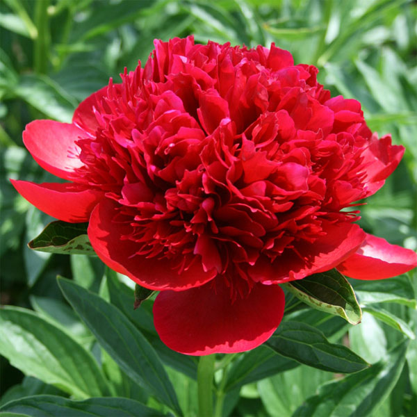 園芸ネット本店｜シャクヤク（芍薬）：レッドチャーム4号ポット の通販