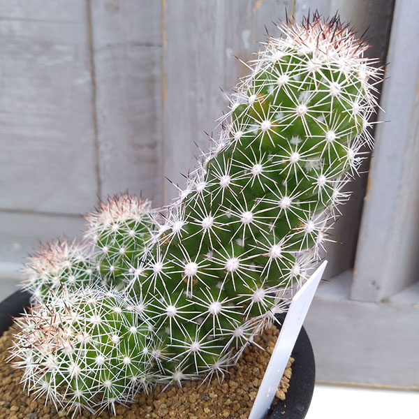 園芸ネット本店｜サボテン：マミラリア 白星山3号鉢植え の通販【公式】