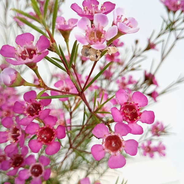 園芸ネット本店｜ワックスフラワー5号鉢植え の通販【公式】