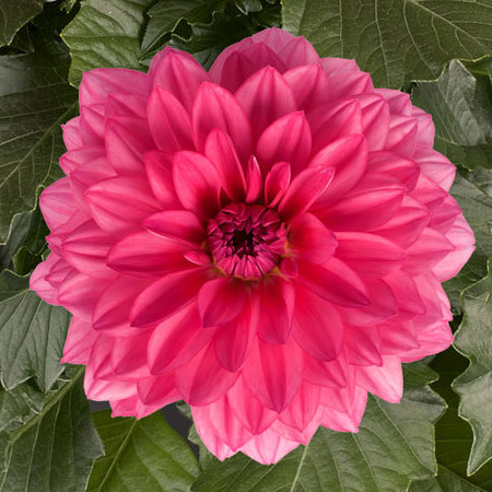 ダリア咲クラッシックピンク×キラメキ⭐︎多弁レッド☆クリスマス