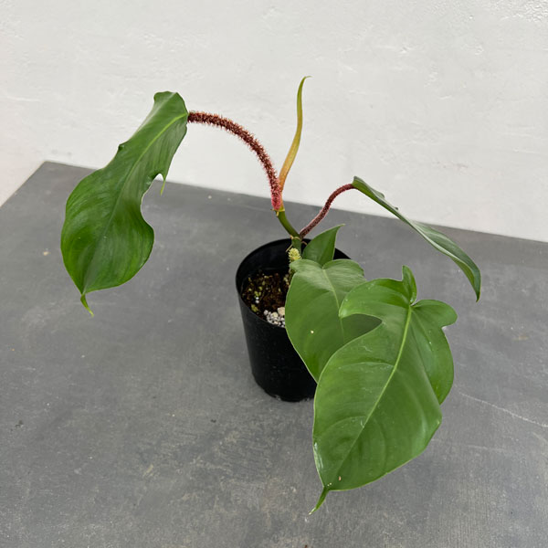 園芸ネット本店｜フィロデンドロン：スクアミフェルム 4号硬質ポット