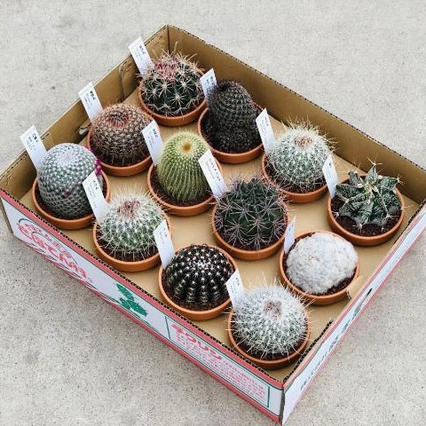 園芸ネット本店｜[送料無料]サボテン 品種ミックス3.5号素焼き鉢植え