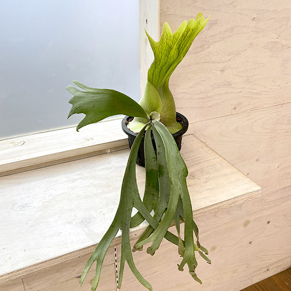 園芸ネット本店｜[送料無料]（わけあり特価）ビカクシダ（コウモリラン