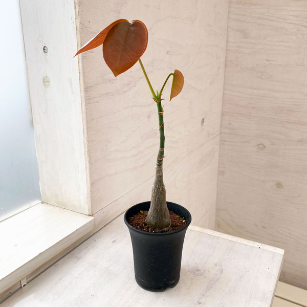 園芸ネット本店｜プセウドボンバックス：エリプチクム（実生株） 3号