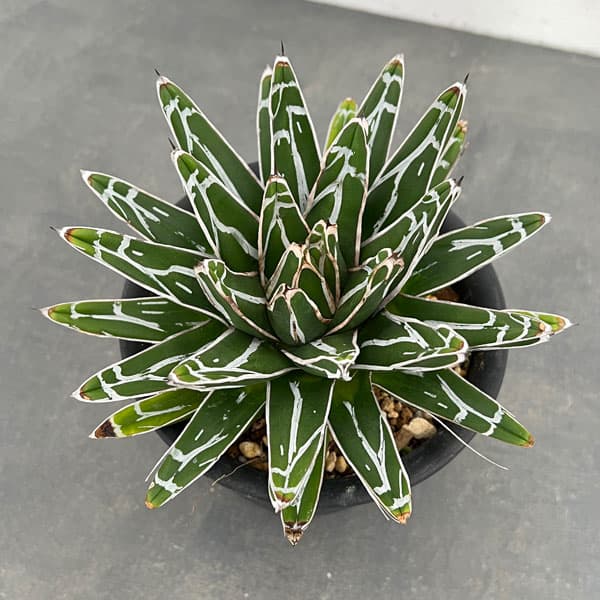 園芸ネット本店｜アガベ：笹の雪 5号23-05 の通販【公式】
