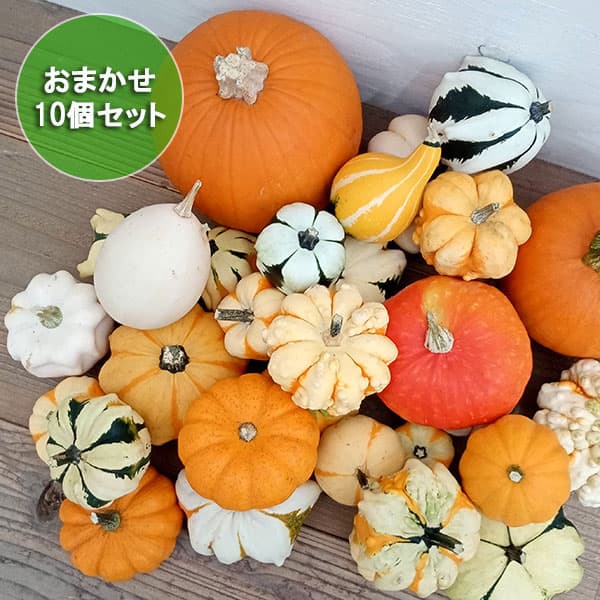 園芸ネット本店｜ハロウィン用おもちゃかぼちゃ：ミックス 10個セット