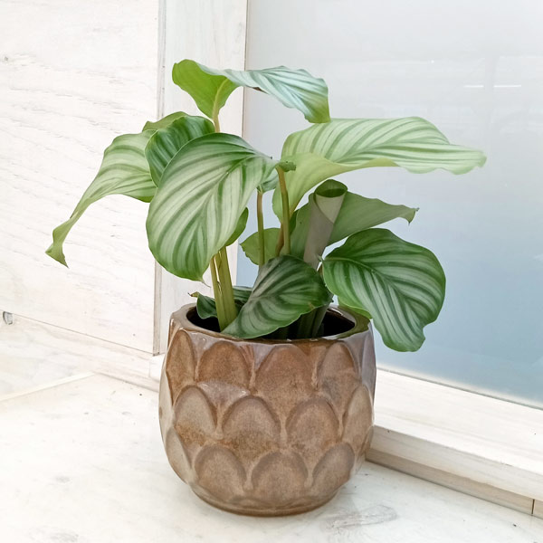 園芸ネット本店｜カラテア：オルビフォリア4号 陶器鉢（ブリテ12）入り