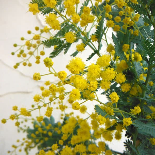 園芸ネット本店｜アカシア：ギンヨウアカシア6号ポット の通販【公式】