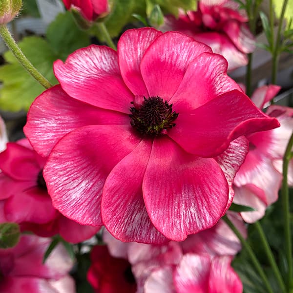 園芸ネット本店｜ラナンキュラス：サラセレネ ジャシンタ4号ポット の