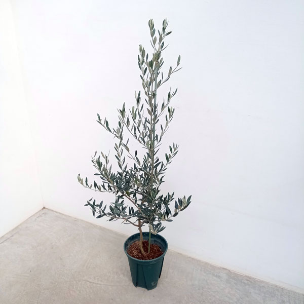 園芸ネット本店｜オリーブ：ピクアル 8号鉢植え の通販【公式】