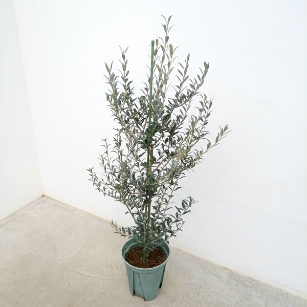 園芸ネット本店｜オリーブ：セントキャサリン 8号鉢植え* の通販【公式】