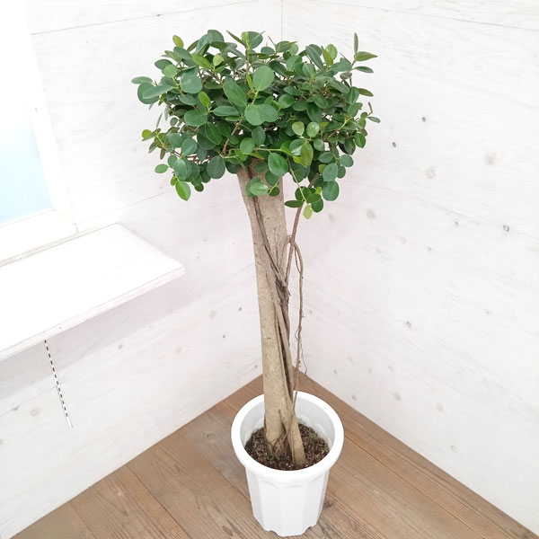 パンダガジュマル コパンダ接木 10号リン鉢 園芸ネット本店｜パンダ