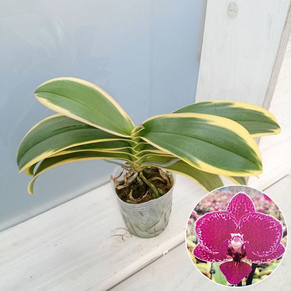 園芸ネット本店｜ファレノプシス：Chia E Yenlin 'A406' 2号ポット の