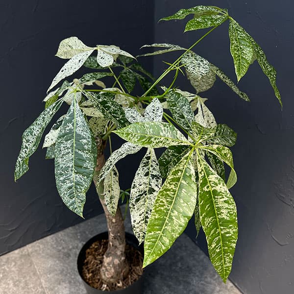 園芸ネット本店｜パキラ：ミルキーウェイ 6号ポット* の通販【公式】