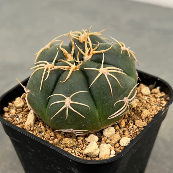 園芸ネット本店｜ギムノカリキウム：カイオウマル（海王丸）2.5号 の