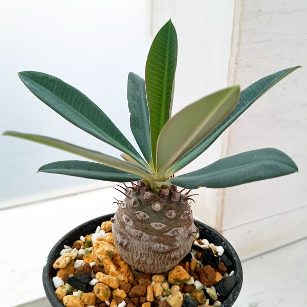 園芸ネット本店｜（わけあり特価）ユーフォルビア パキポディオイデス