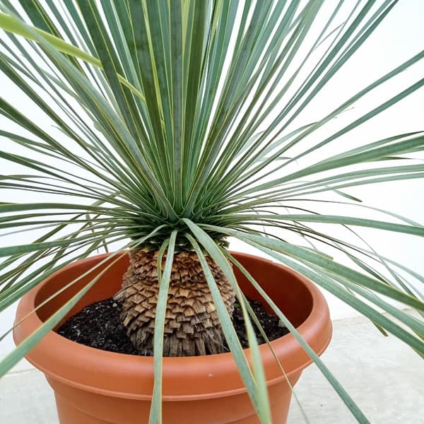 園芸ネット本店｜[送料無料]ユッカ：ロストラータ 10号鉢植え の通販