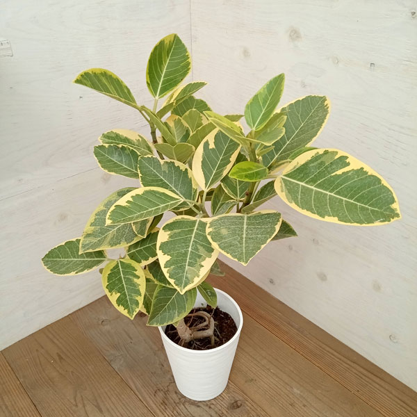 園芸ネット本店｜フィカス：アルテシマ 7号鉢植え（ストレート） の