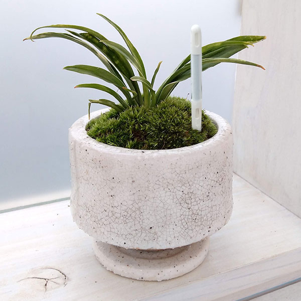 園芸ネット本店｜オモト（万年青）：姫牡丹・鉢植え／松帆白S