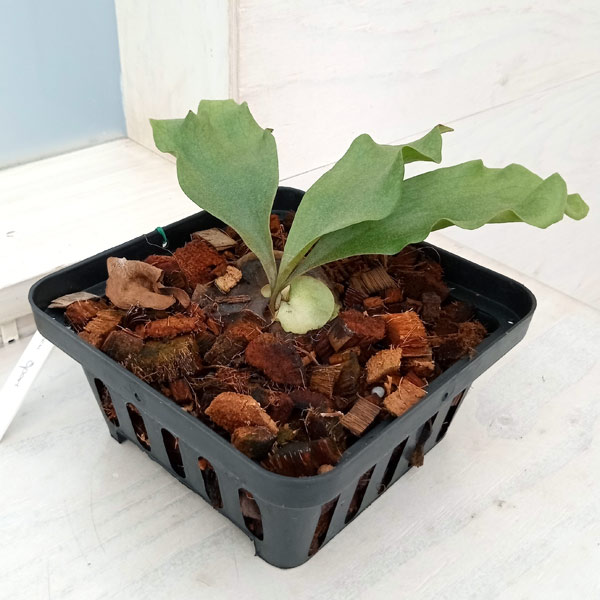 園芸ネット本店｜[ザ・ファームセレクト]ビカクシダ（コウモリラン