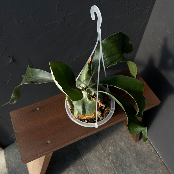 園芸ネット本店｜ビカクシダ（コウモリラン）：麒麟（キリン）スポア株