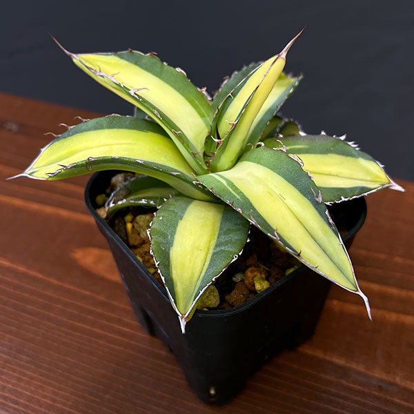 園芸ネット本店｜アガベ：チタノタ No.1 白中斑 6cmスクエア鉢植え23