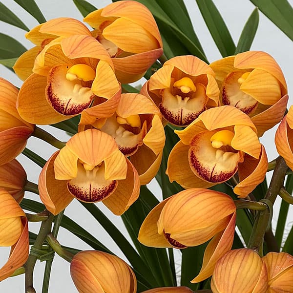 園芸ネット本店｜シンビジウム：マロンケーキ3本立ち6号鉢植えアーチ