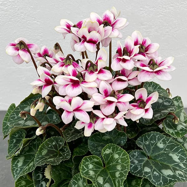 園芸ネット本店｜シクラメン：チモ ピコティ（ピンク）4号鉢植え の