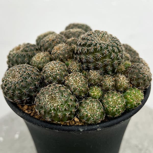 園芸ネット本店｜スルコレブチア：ミズクエンシスRF192 3号鉢植え の