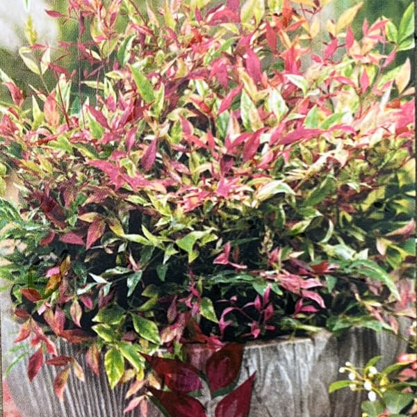 園芸ネット本店｜ナンテン(南天）：レッドライト5号ポット の通販【公式】