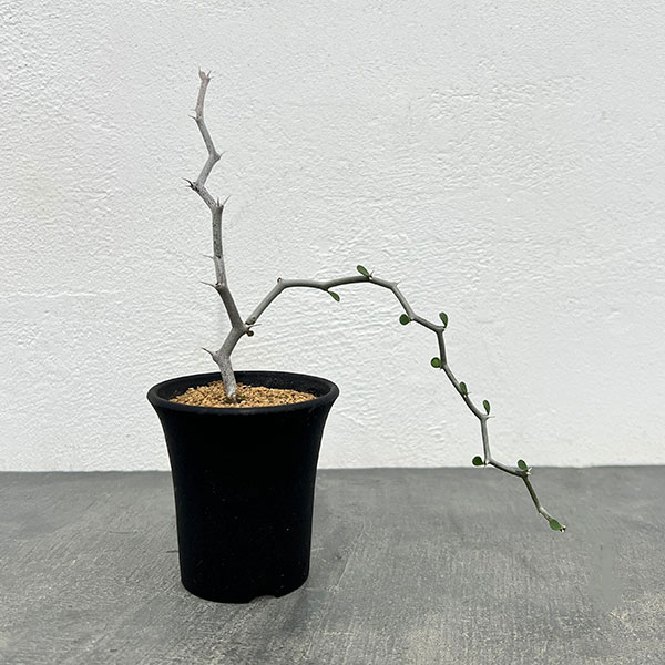 園芸ネット本店｜デカリア：マダガスカリエンシス 2.5号鉢植え の通販