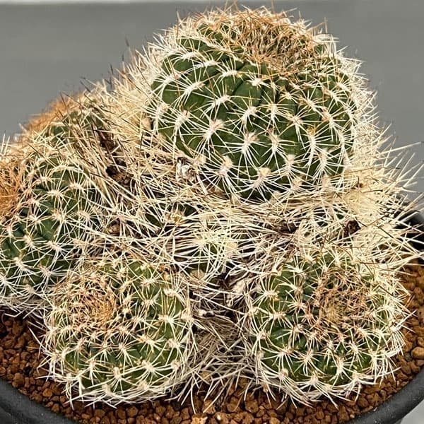 園芸ネット本店｜サボテン：スルコレブチア メネセシ 3.5号ポット の