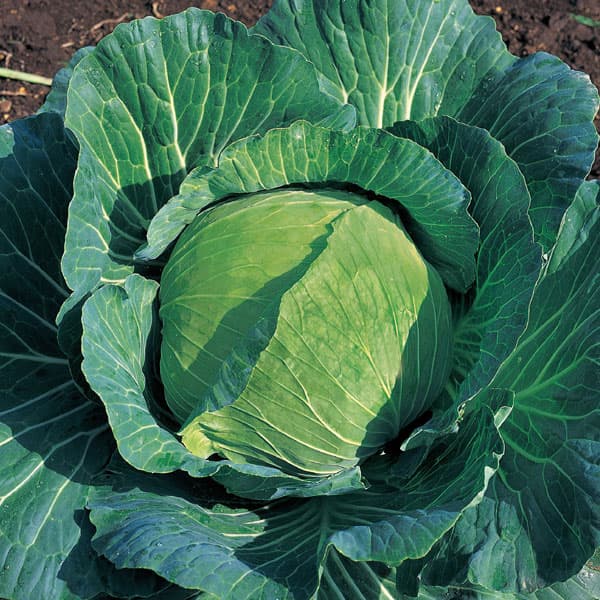 園芸ネット本店｜キャベツ：彩風（あやかぜ）の苗3号ポット 2株セット