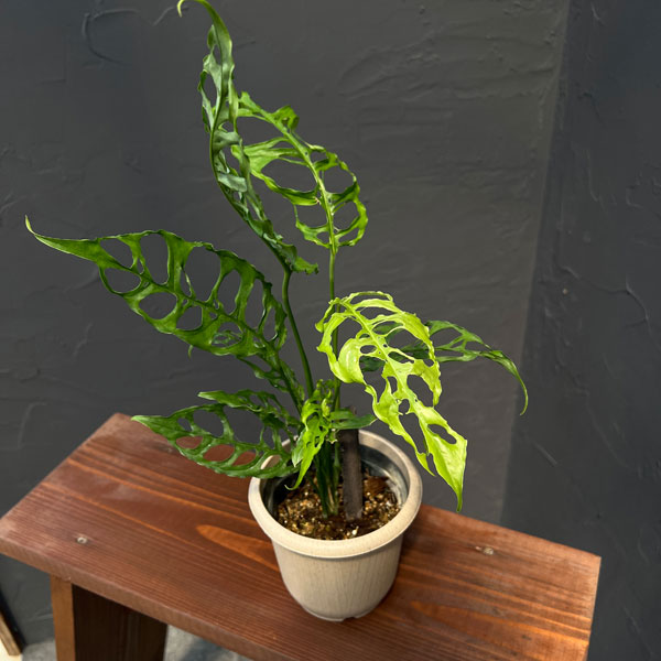 園芸ネット本店｜[ザ・ファームセレクト]モンステラ：オブリクア