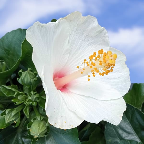 園芸ネット本店｜ハイビスカス（アジアの風）：エピックホワイト4号