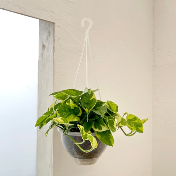 園芸ネット本店｜ポトス：エメラルド 6号吊り鉢（ネガミエルエアー