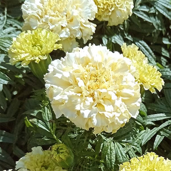 園芸ネット本店｜マリーゴールド ：ホワイトゴールドマックス4.5号