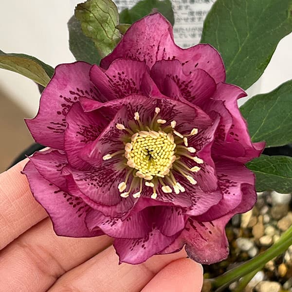 園芸ネット本店｜松村ナーセリーさんのクリスマスローズ：26-18ダブル