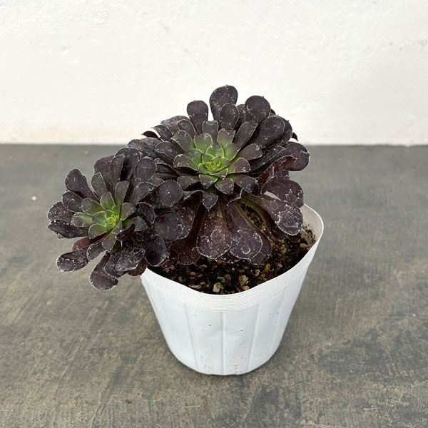 園芸ネット本店｜アエオニウム：ブラック金剛 3.5号ポット の通販【公式】