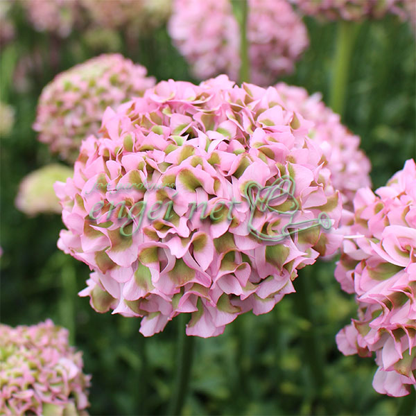 園芸ネット本店｜ラナンキュラス：ポンポン キャンディ4号ポット苗 の