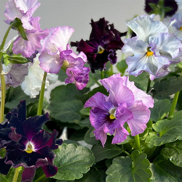 園芸ネット本店｜パンジー：フェデネージュ モネブルー3号ロングポット